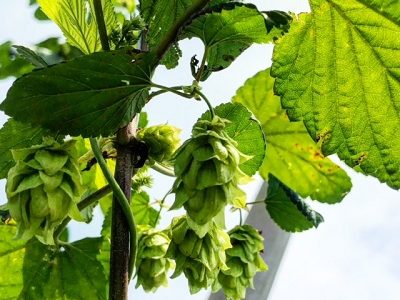 オラホビール、ホップ収穫祭に行ってきました！